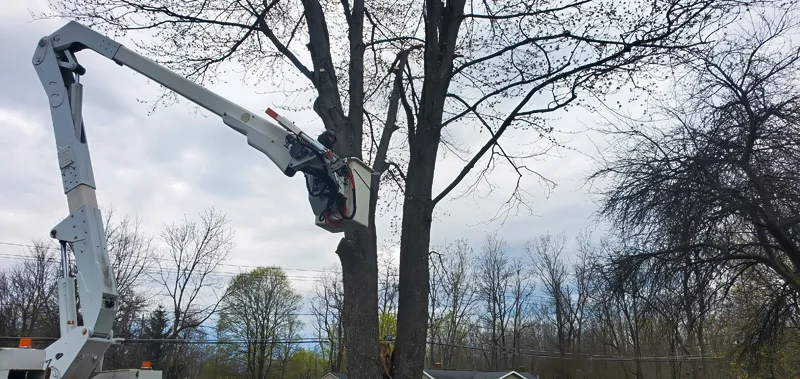 Tree removal completed by Diamond Landscape & Design.