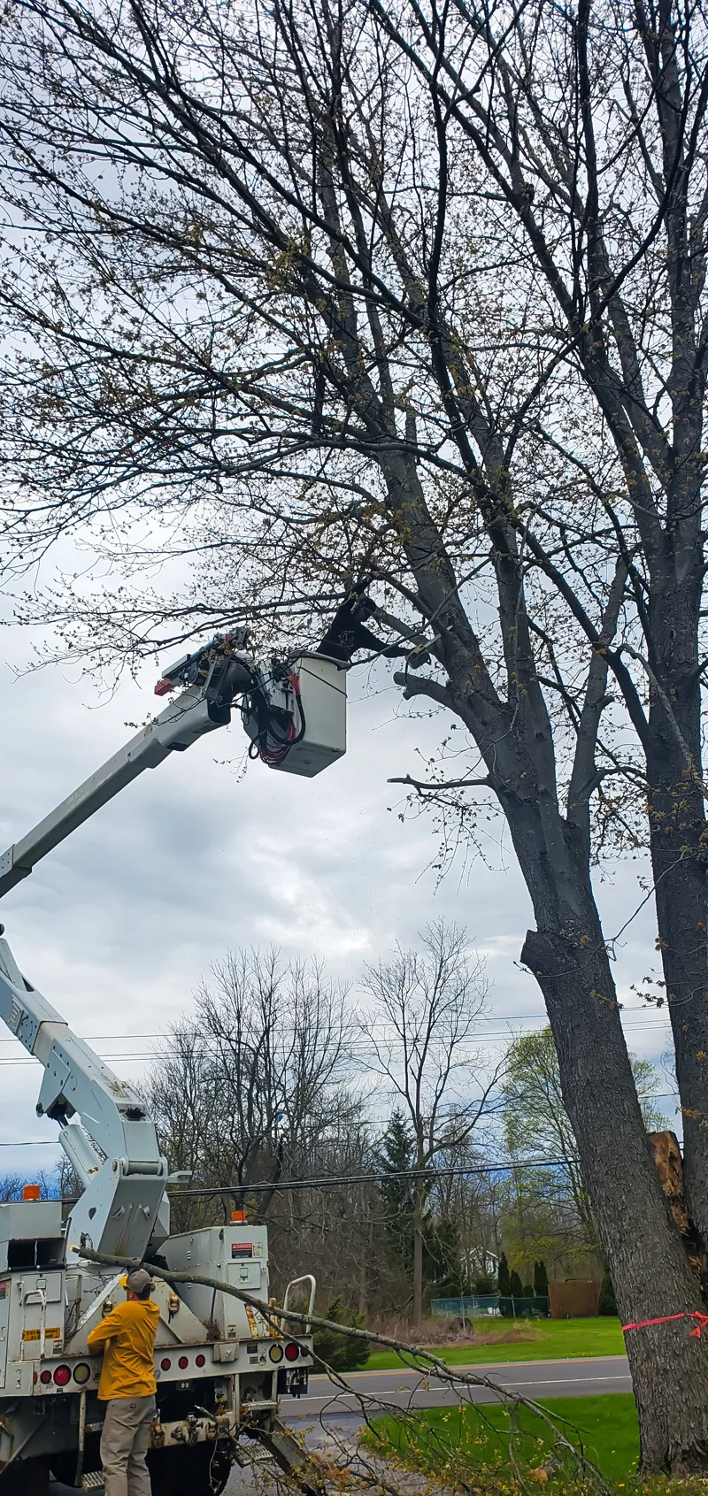 Tree removal completed by Diamond Landscape & Design.