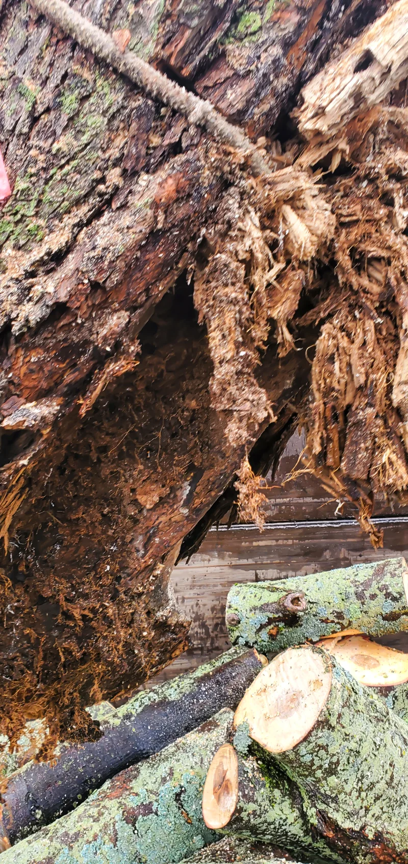 Tree removal completed by Diamond Landscape & Design.