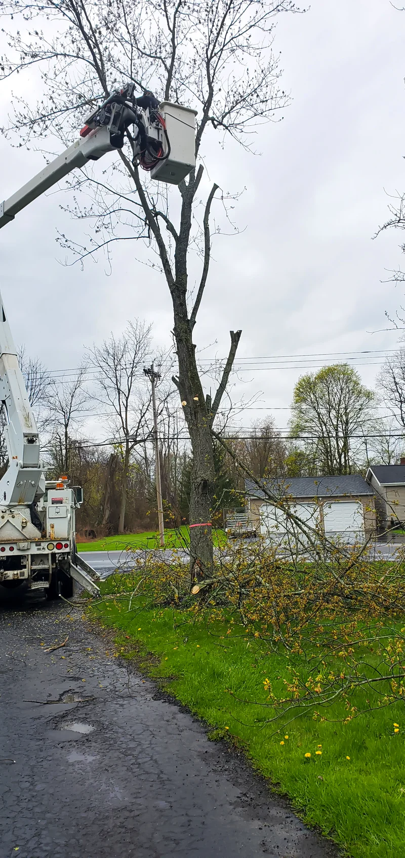 Tree removal completed by Diamond Landscape & Design.