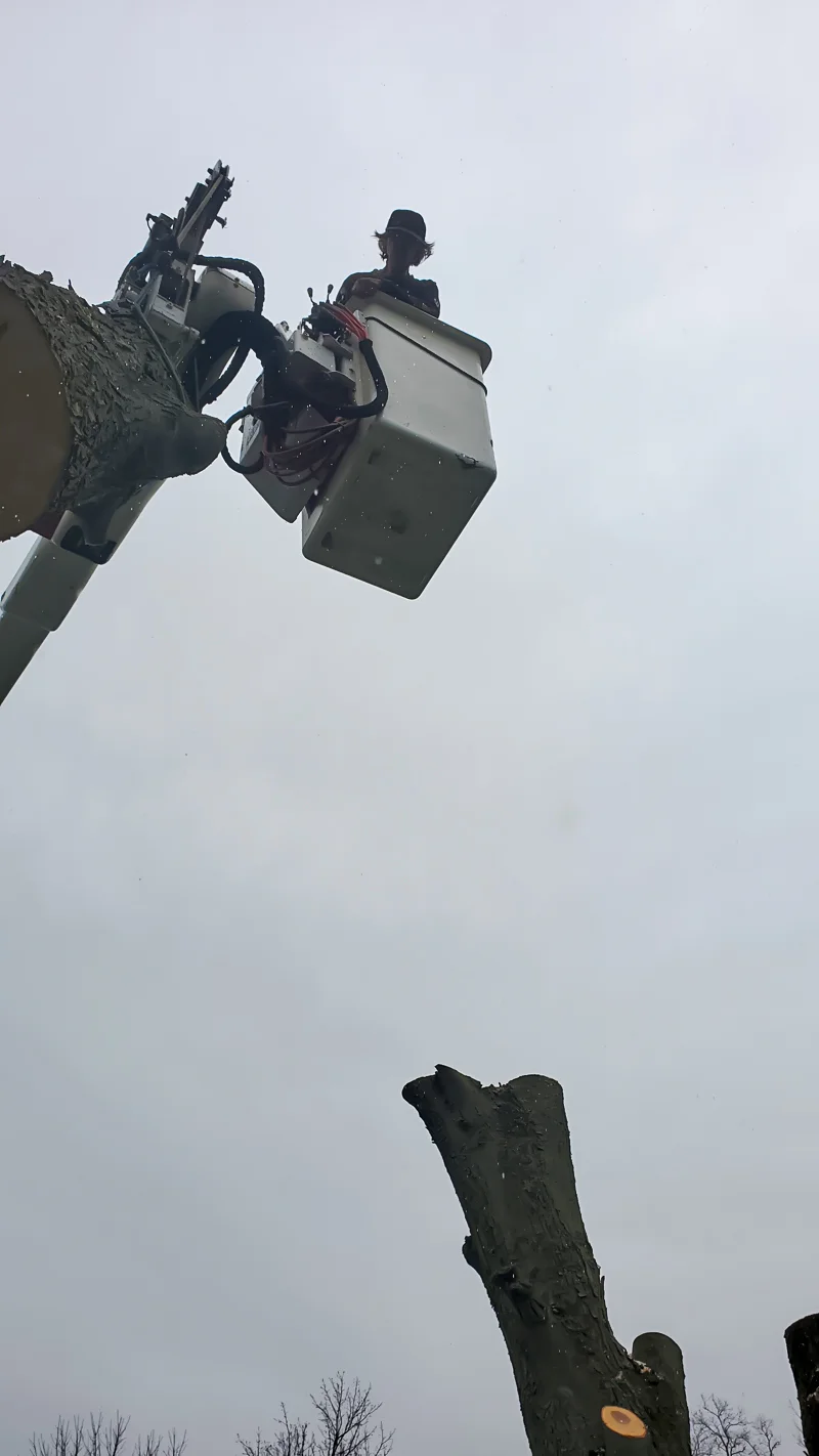 Tree removal completed by Diamond Landscape & Design.