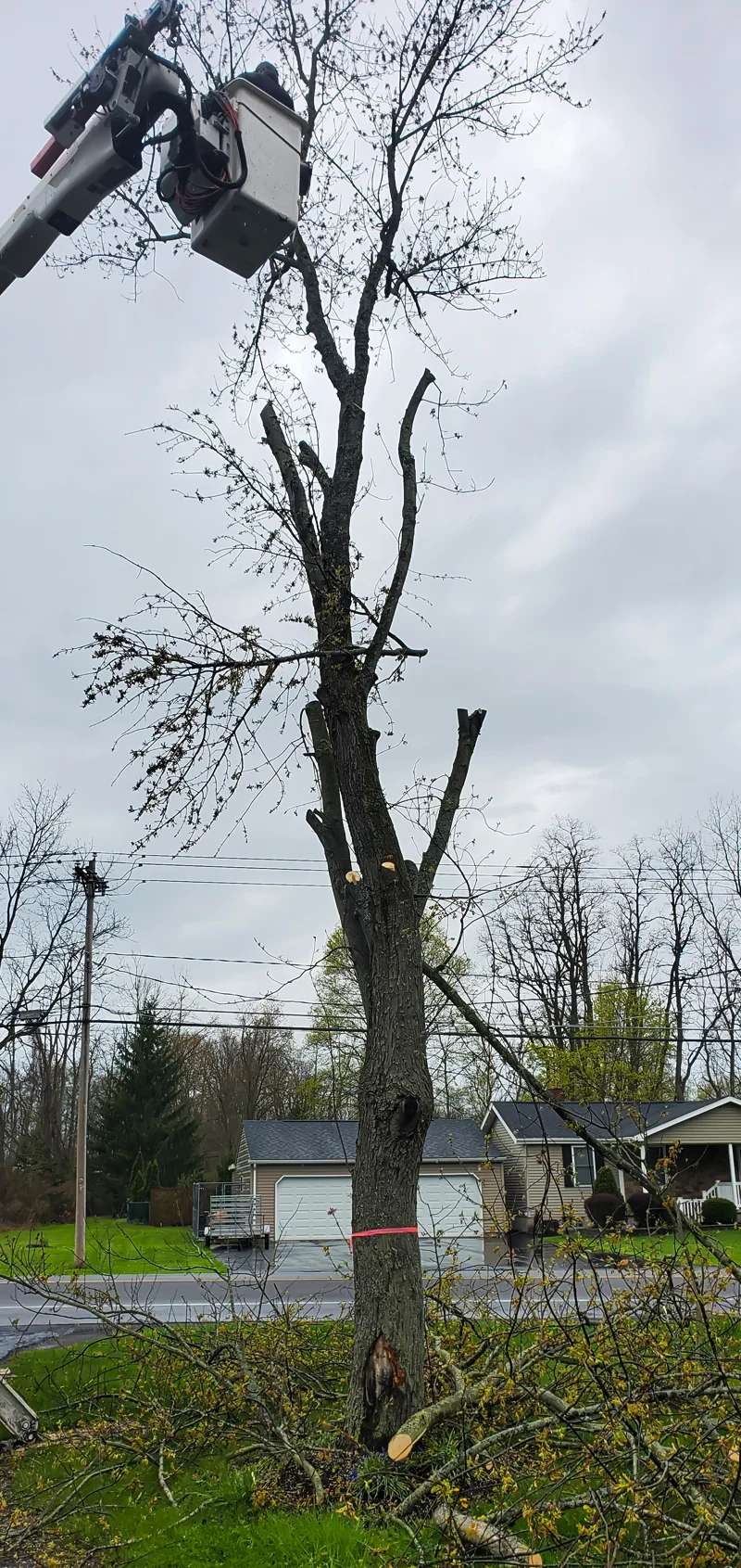 Tree removal completed by Diamond Landscape & Design.