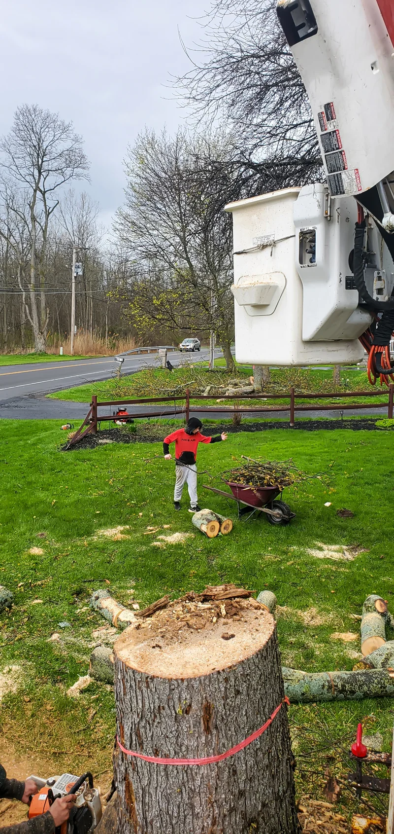 Tree removal completed by Diamond Landscape & Design.