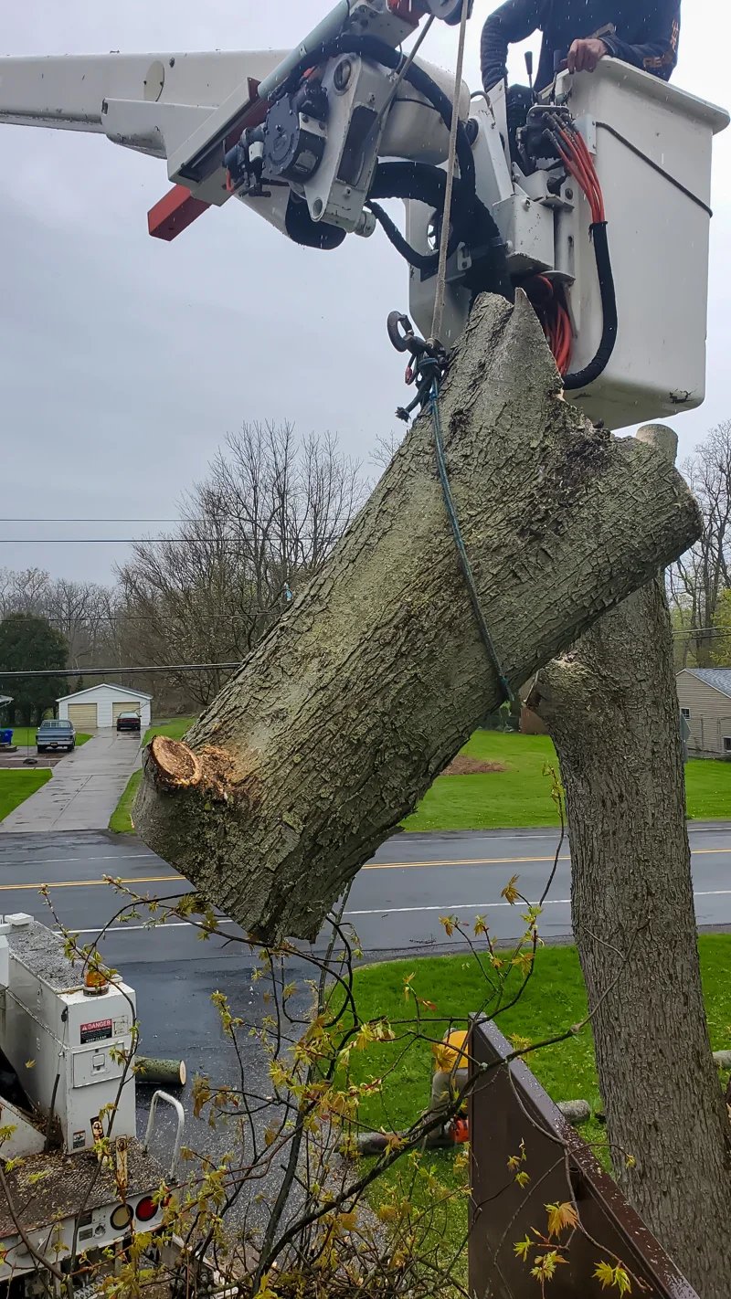 Tree removal completed by Diamond Landscape & Design.