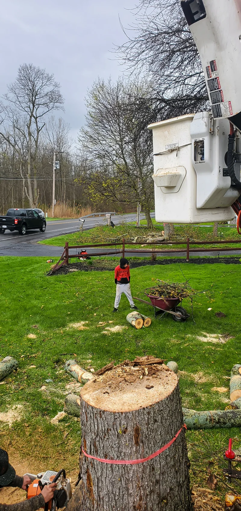 Tree removal completed by Diamond Landscape & Design.