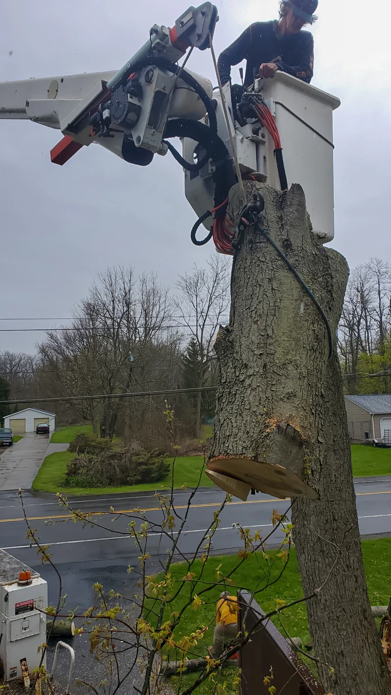 Tree removal completed by Diamond Landscape & Design.