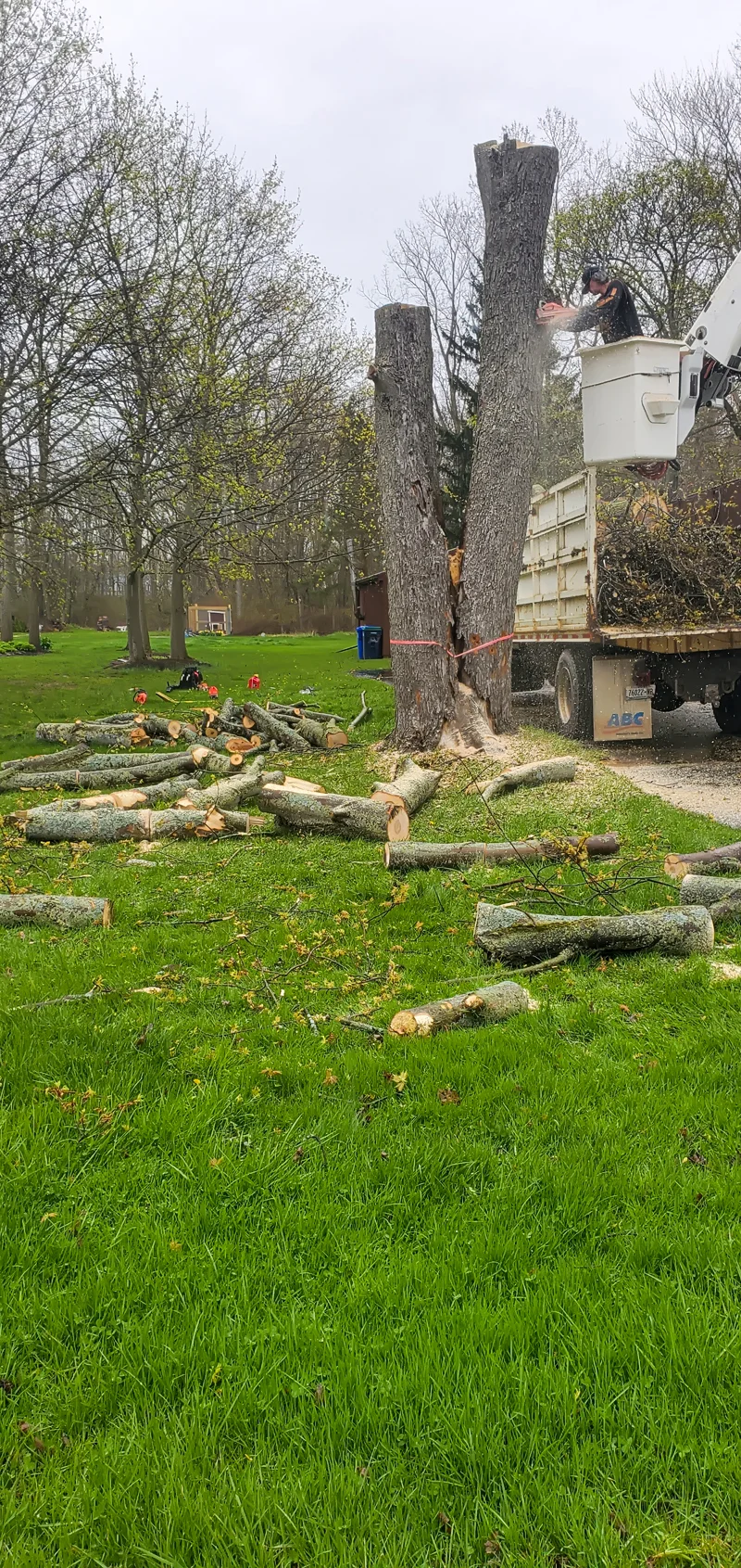 Tree removal completed by Diamond Landscape & Design.