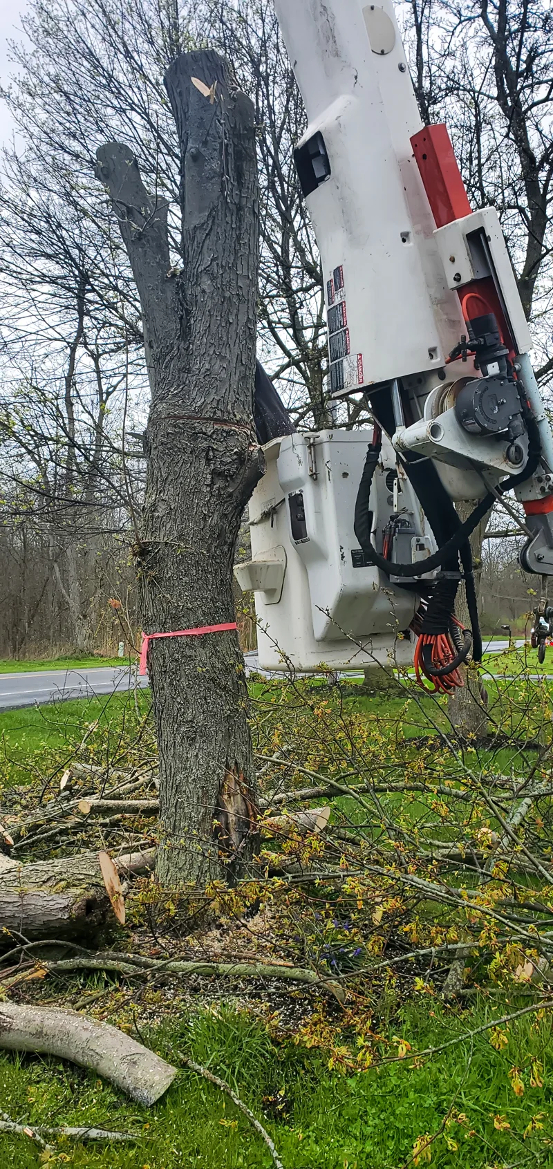 Tree removal completed by Diamond Landscape & Design.