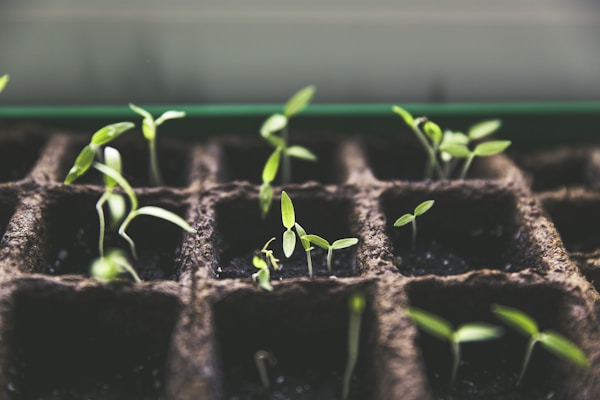 Rearing tomatoes for self support