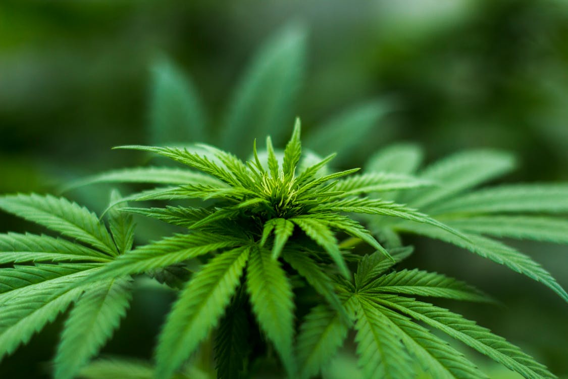marijuana abuse
