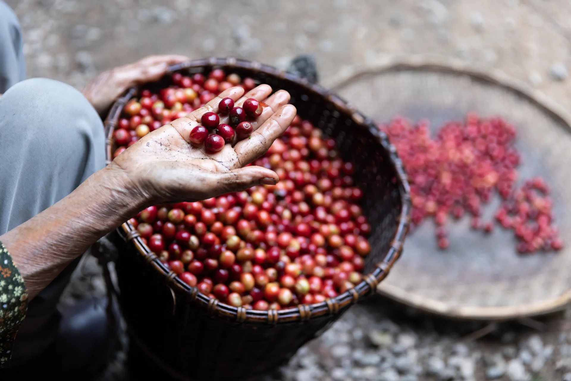 tour-de-cafe-costa-rica