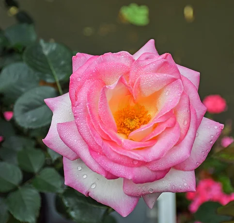 Category Slider Image