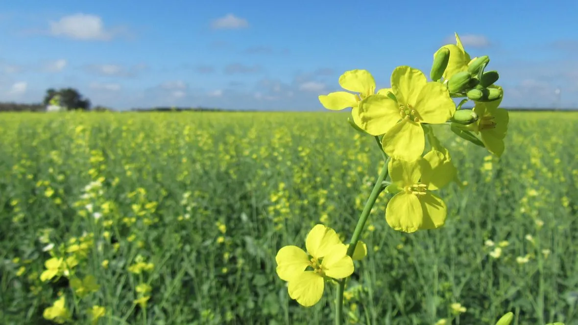 Close-up of yellow flowers with a field of similar yellow flowers and blue sky in the background.