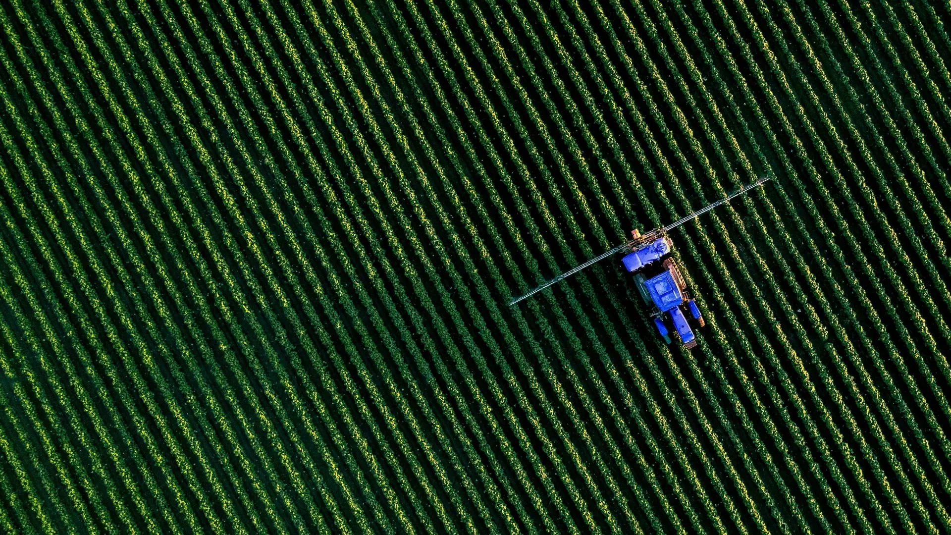 A blue tractor working on neatly planted, parallel rows of crops in a lush green field.