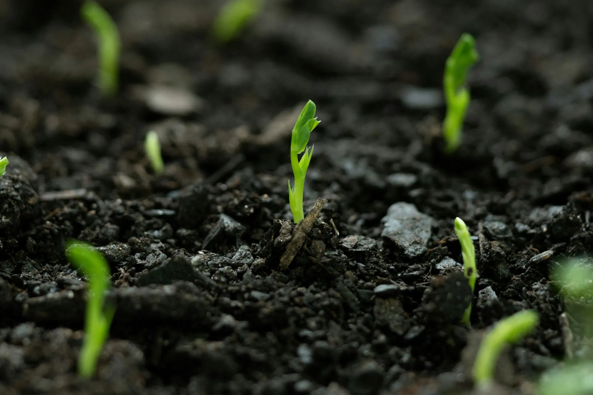 Close-up of multiple young green seedlings sprouting from dark, moist soil.