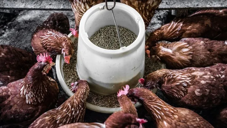 Brown chickens gathered around a white feeder eating pellets inside a coop.