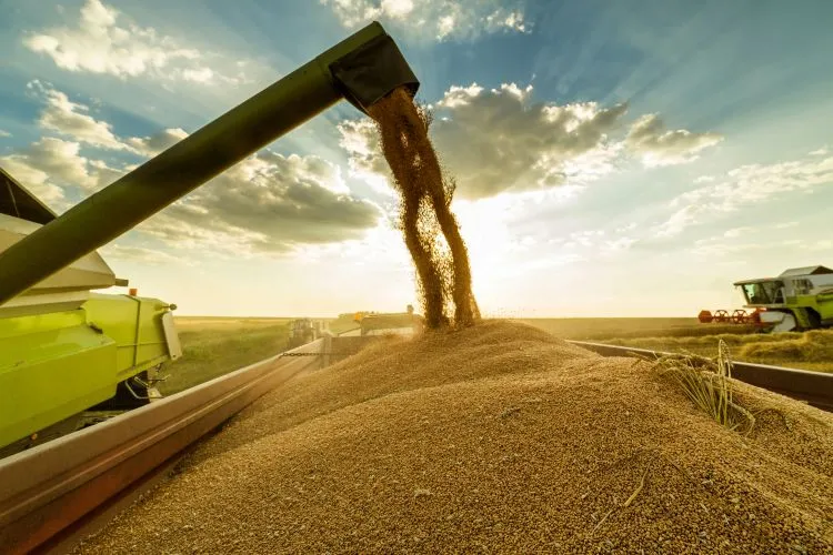 Grain pouring from farm machinery chute into a large container in a wheat field under a partly cloudy sky.