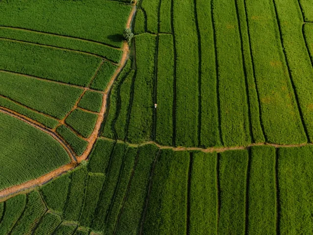 Aerial view of lush green rice terraces with a person walking on a dirt path.