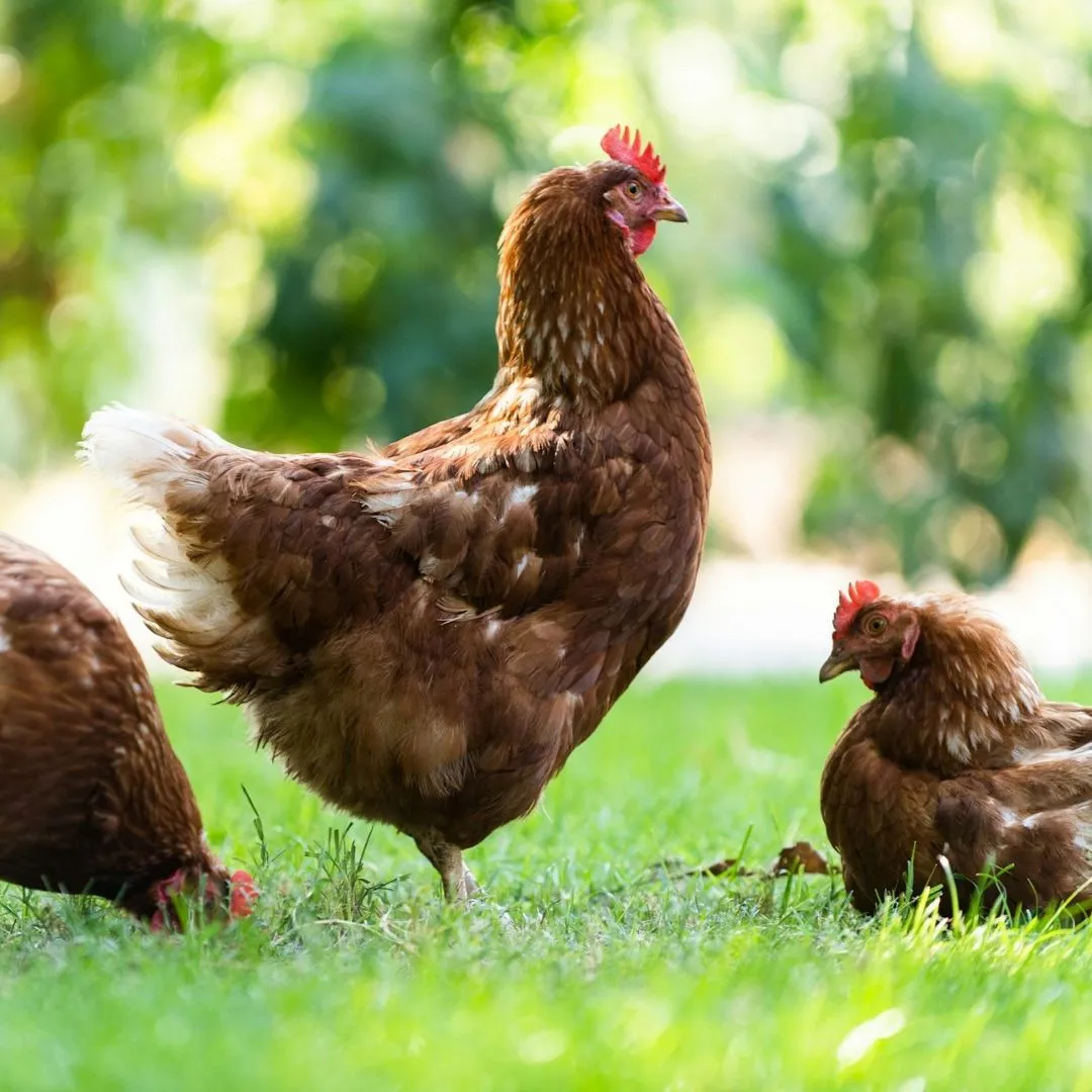 Three brown chickens on green grass with blurred green foliage in the background.