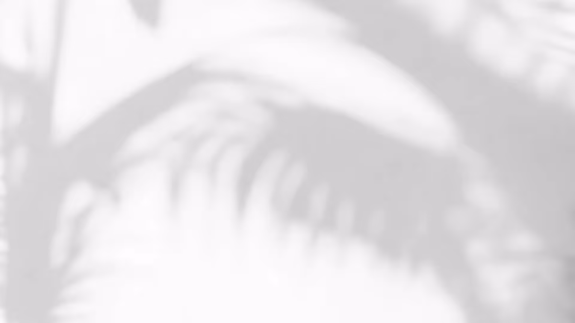 placeholder video header
