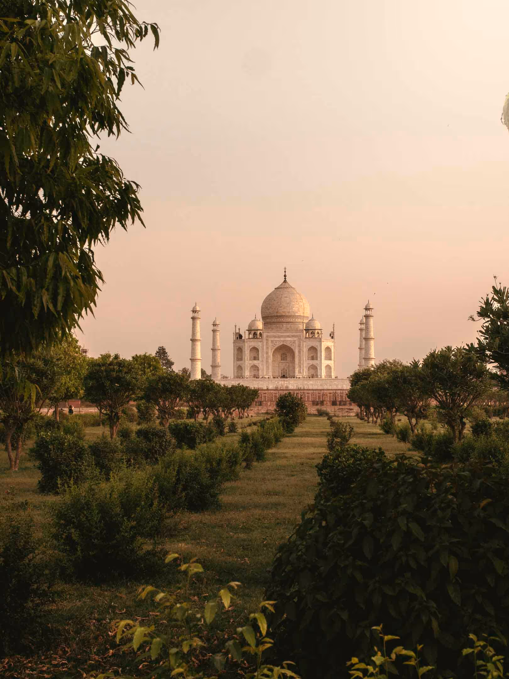 The Taj Mahal viewed from a garden with green trees and bushes at sunset.