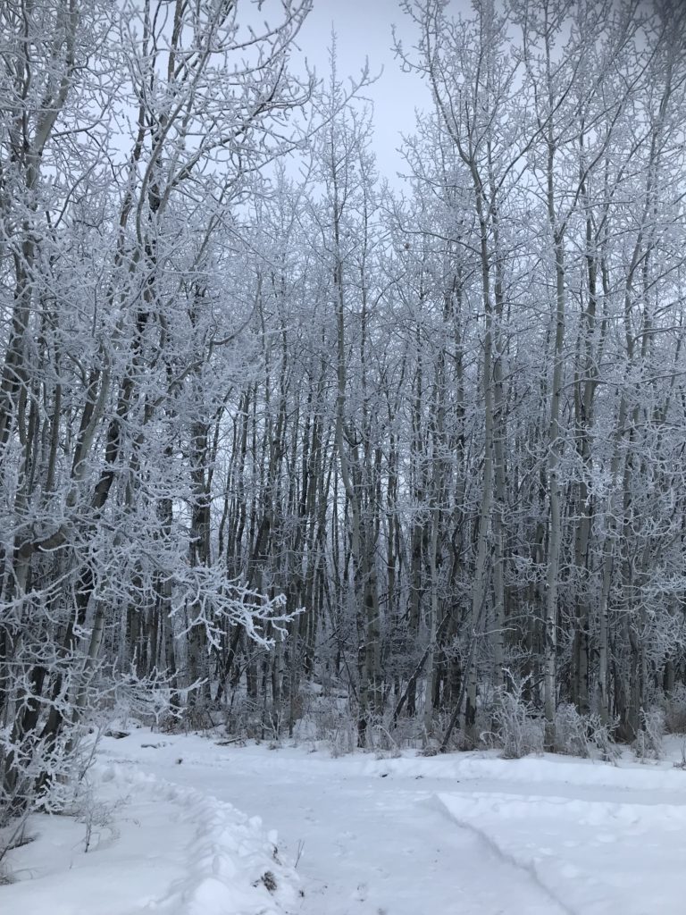 plowed path through snow
