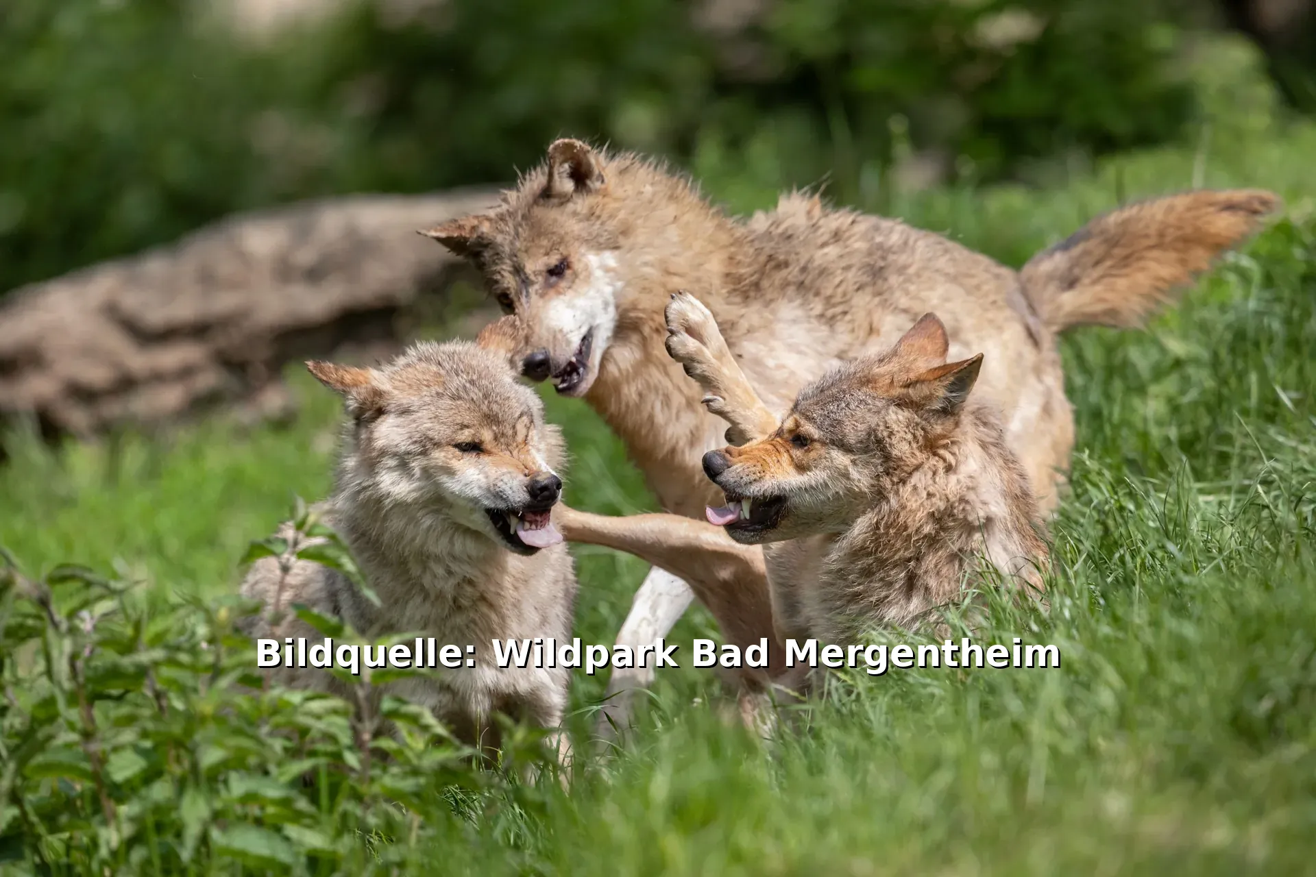 Drei Wölfe spielen auf einer Wiese im Wildpark Bad Mergentheim 
