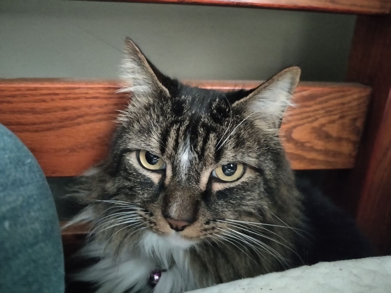 A fluffy cat gazing into the camera