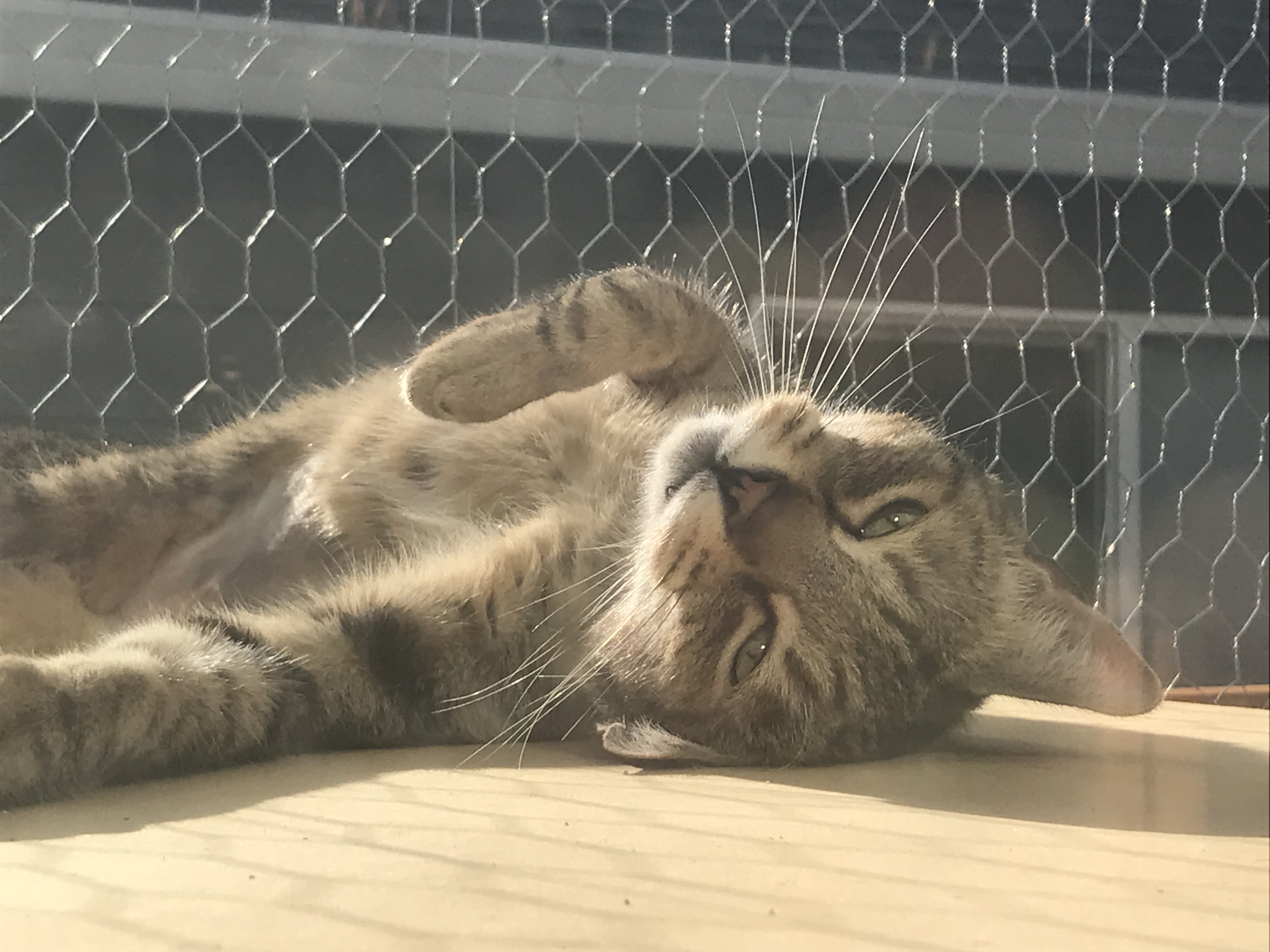 A cat rolling around