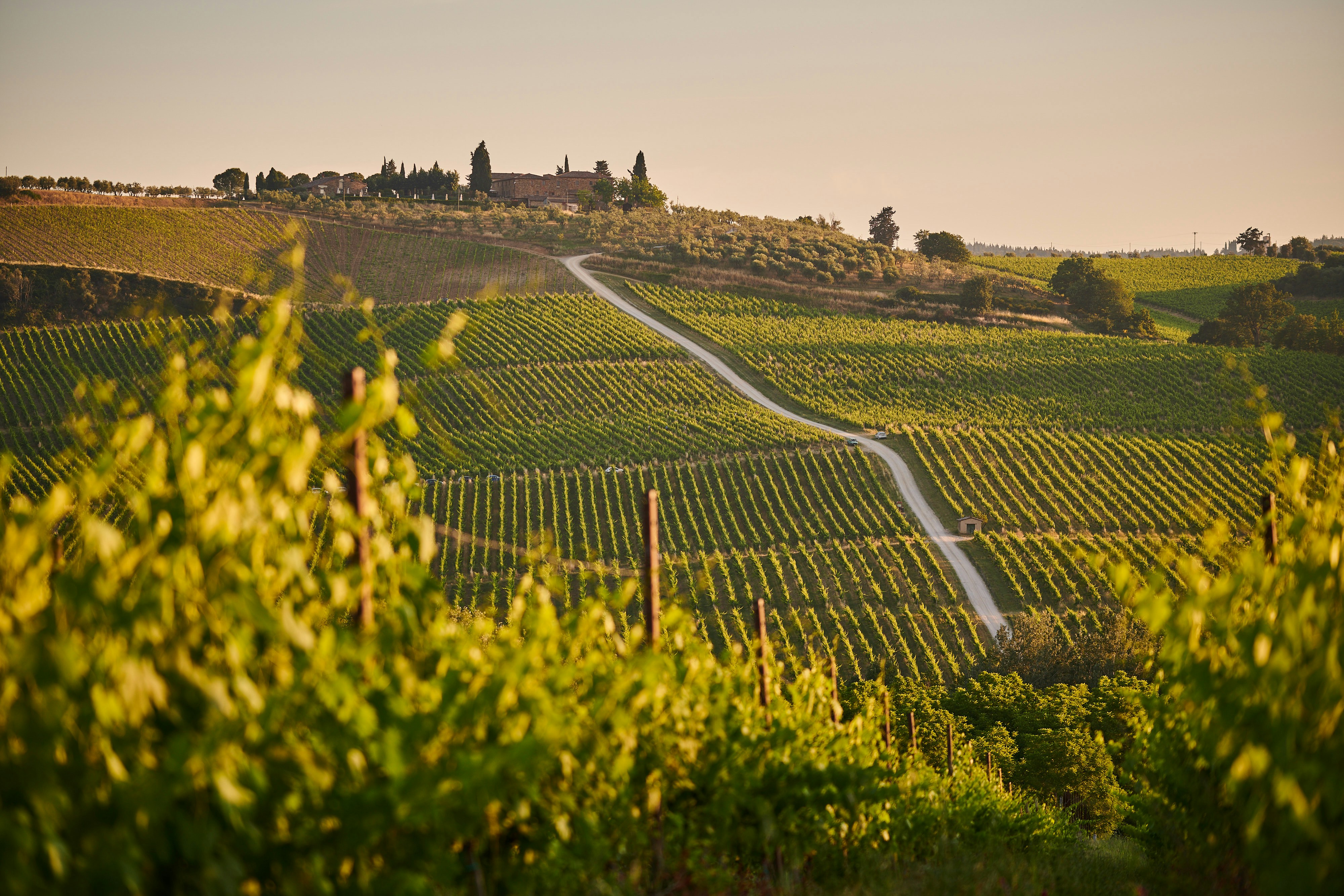 Scenic vineyards stretching across rolling hills — Solara Society Travel Services
