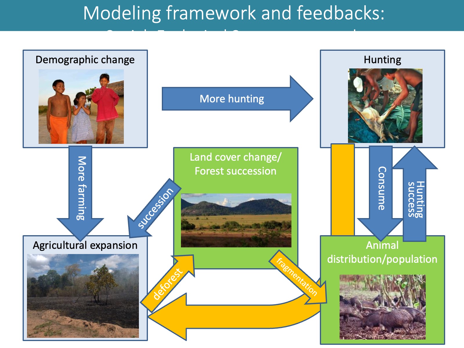 SES feedbacks modelled in Iwamura et al. 2014. 