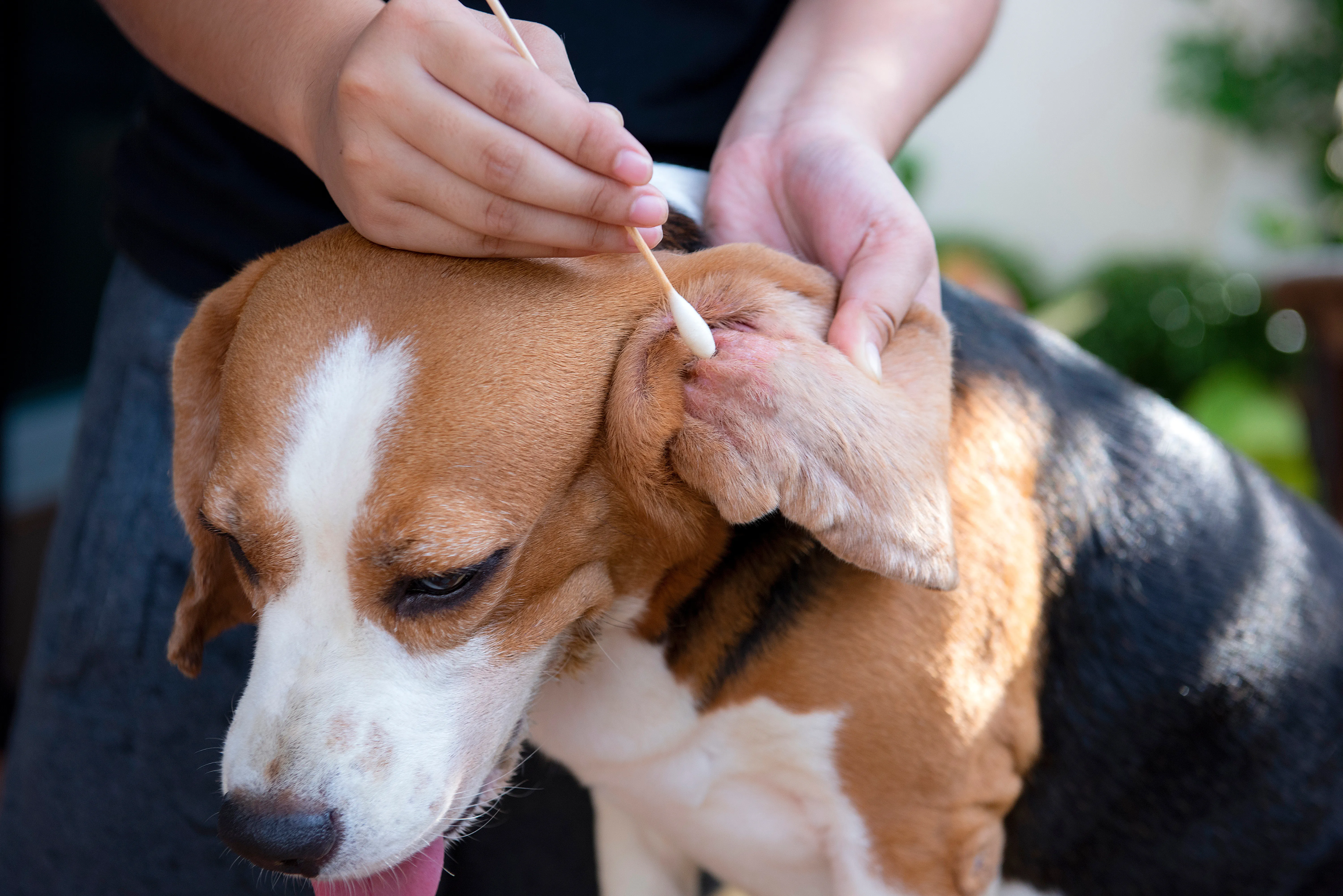 A dog receiving medical treatment at home in tasmania