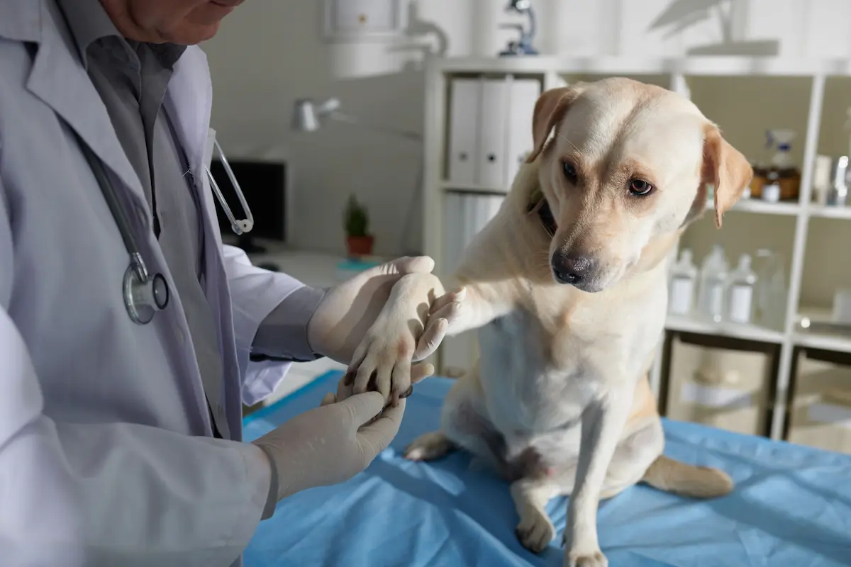 A dog receiving medical treatment at home in tasmania