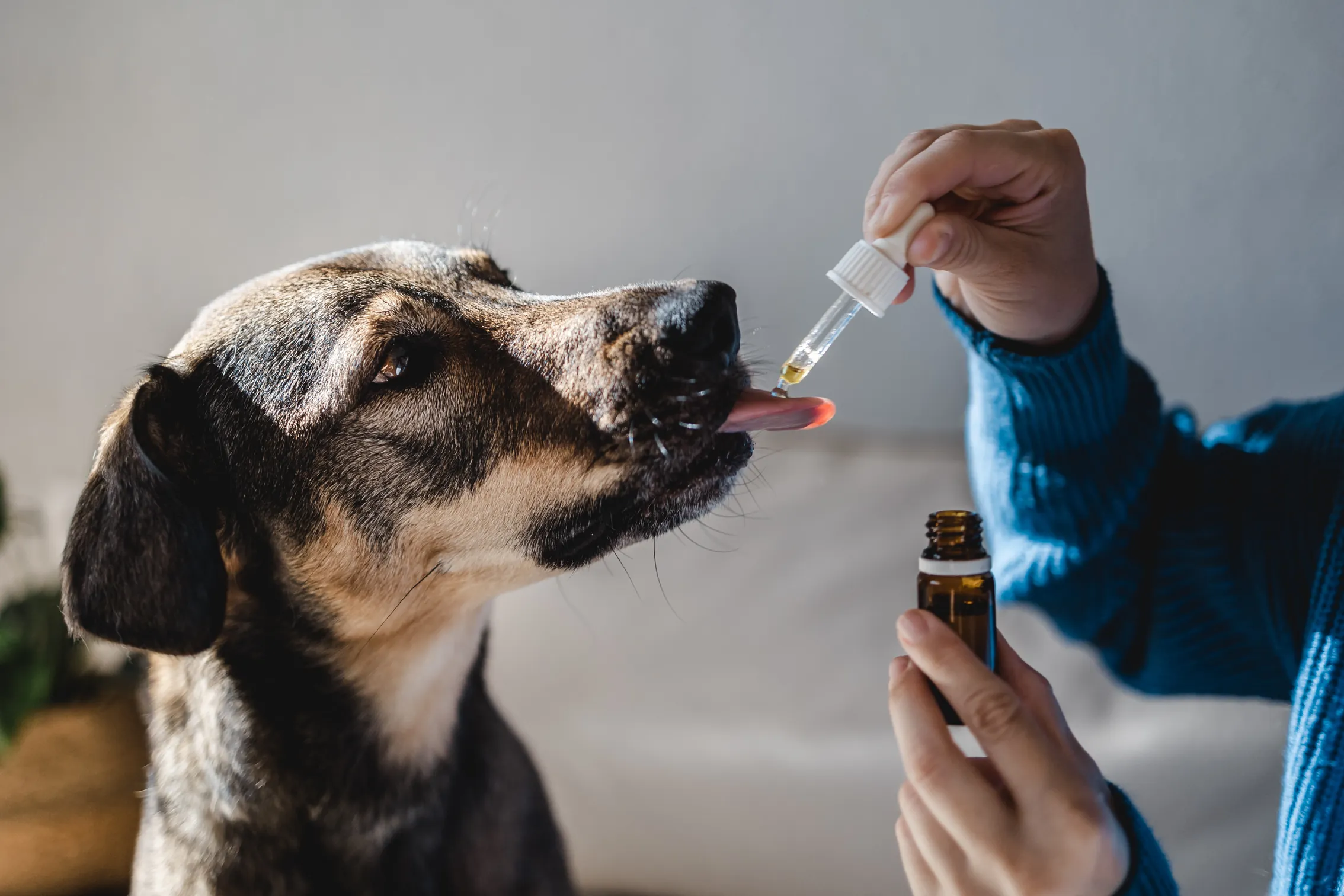 A dog receiving medical treatment at home in tasmania