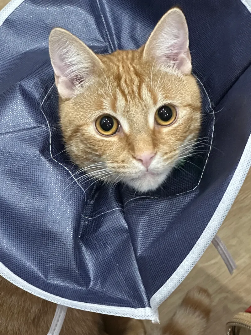 Ginger cat wearing a soft recovery cone after treatment at home