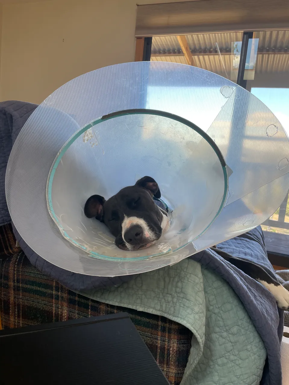 Dog resting on a couch in a plastic recovery cone after a home visit