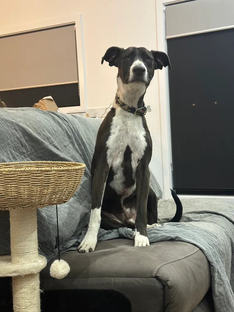 Black and white dog sitting upright on a lounge at home