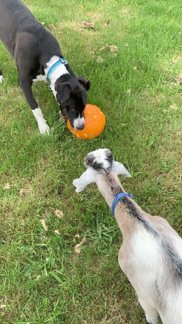 A dog with a ball and a young goat playing on the grass