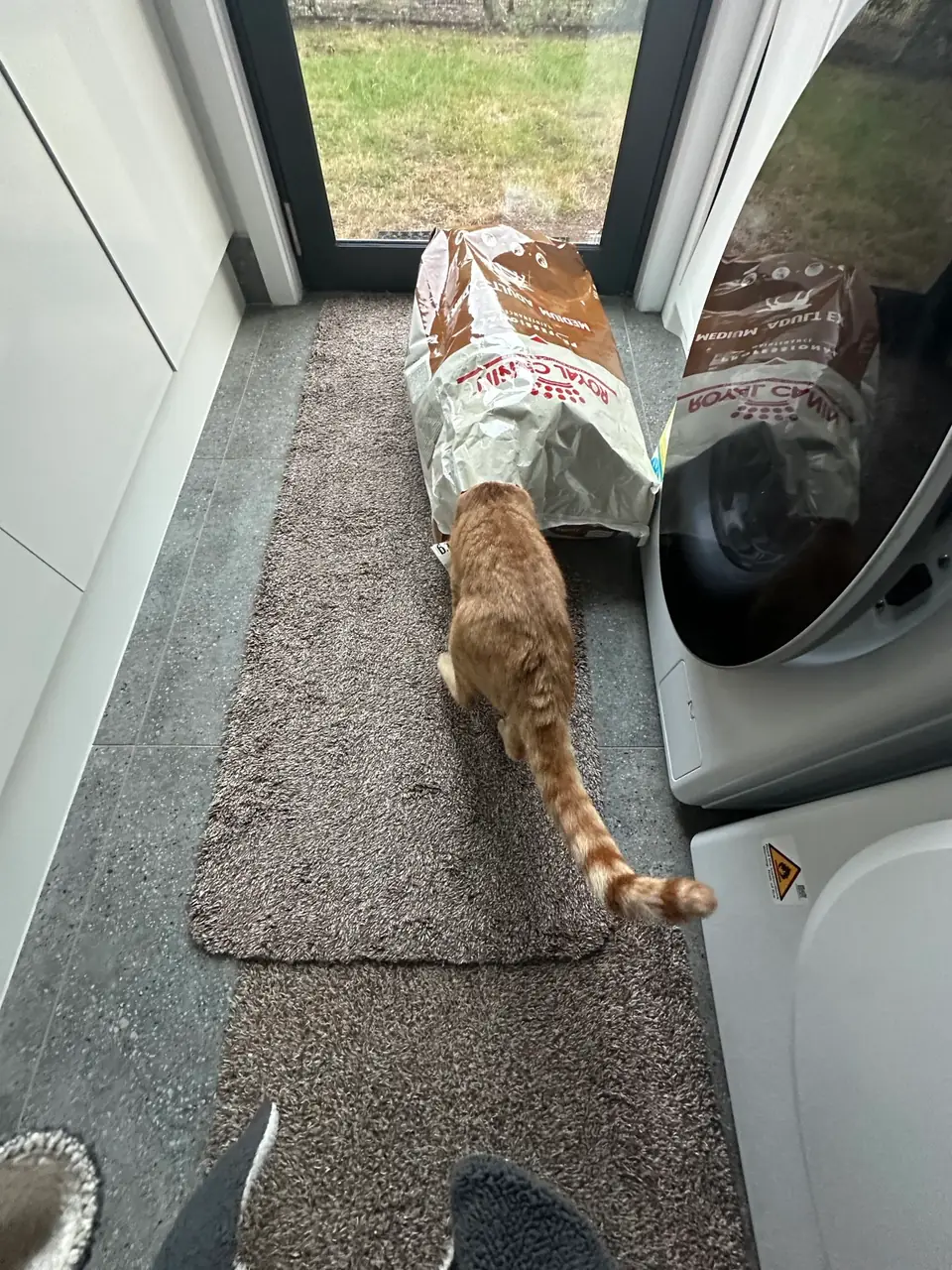 Ginger cat with its head inside a bag of pet food