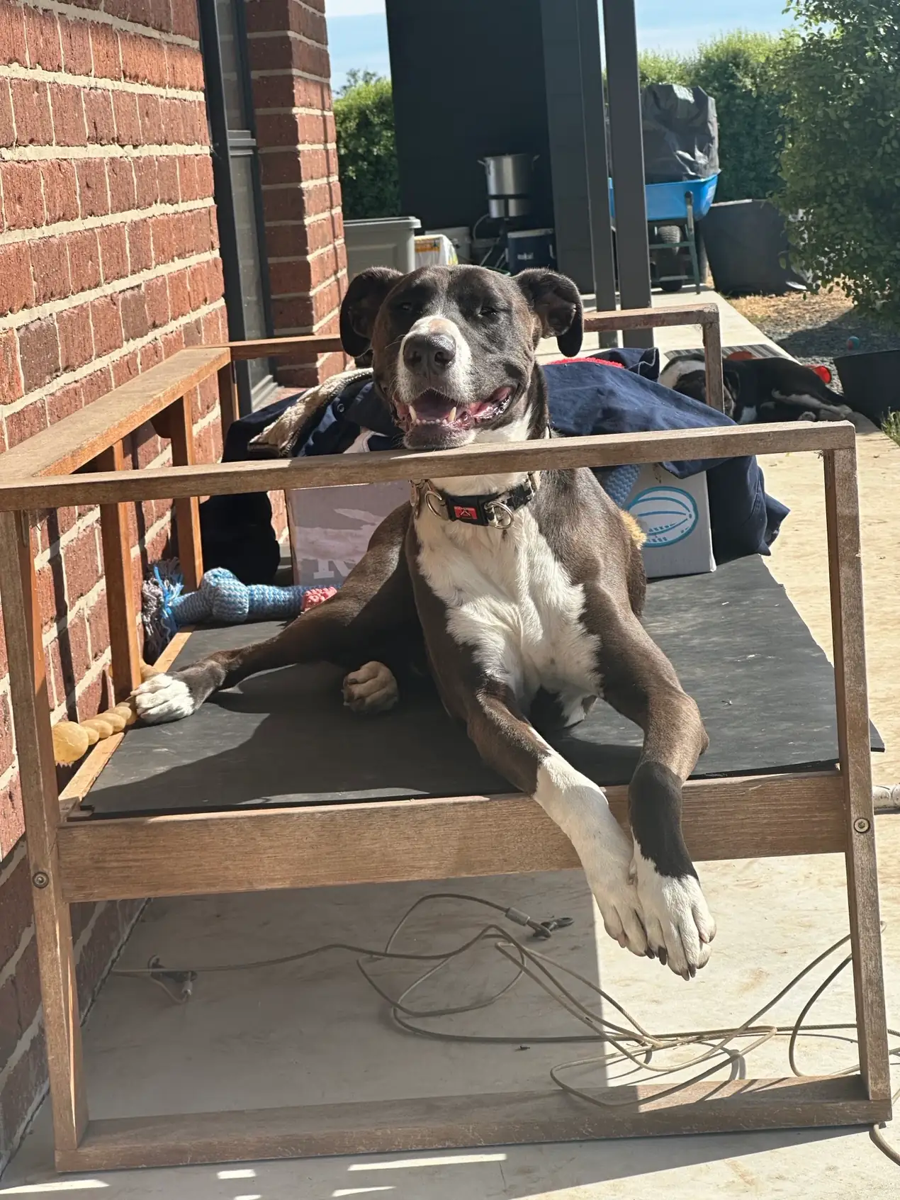 A dog relaxing on an outdoor day bed at home