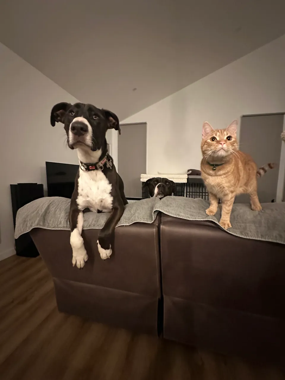 A dog and a ginger cat perched on the back of a lounge at home