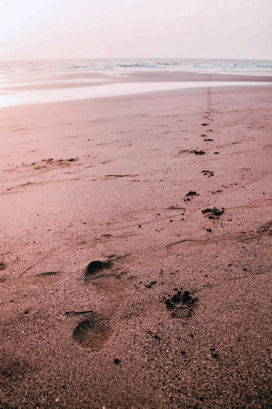 Paw prints in the sand on a quiet beach at sunset
