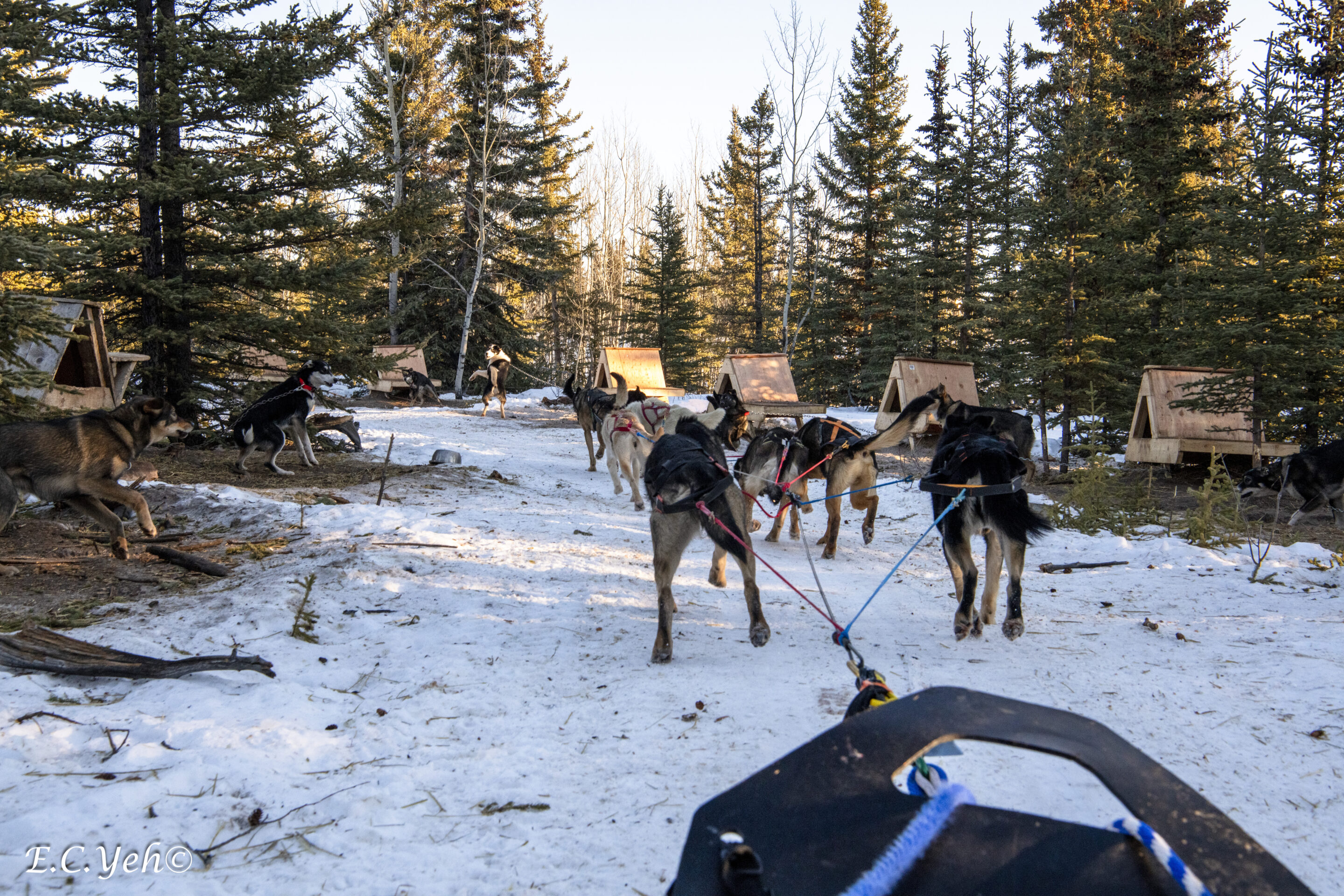 Sled dogs harnessed and ready to pull a sled on a snowy trail surrounded by evergreen trees.