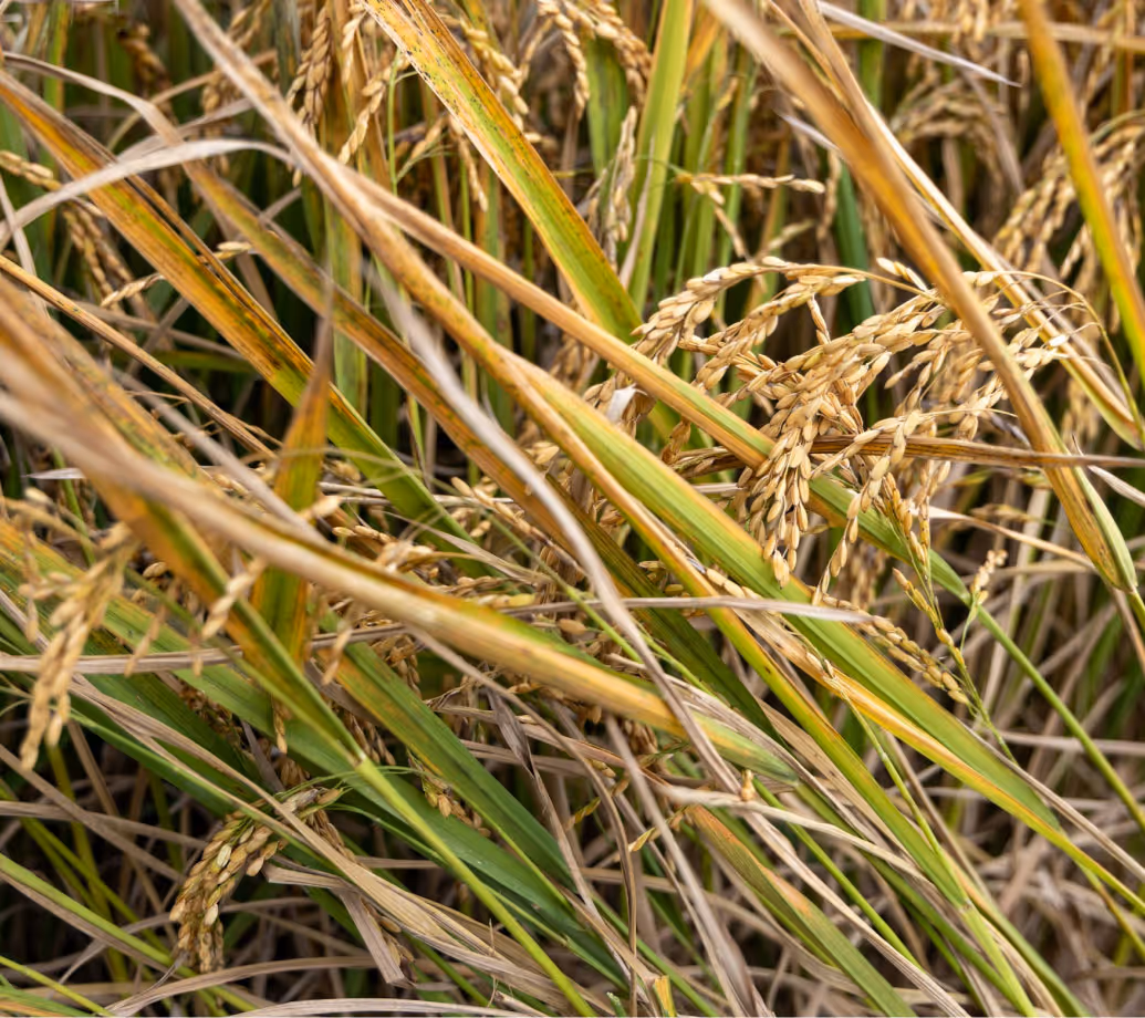 Animal Feed - Husk