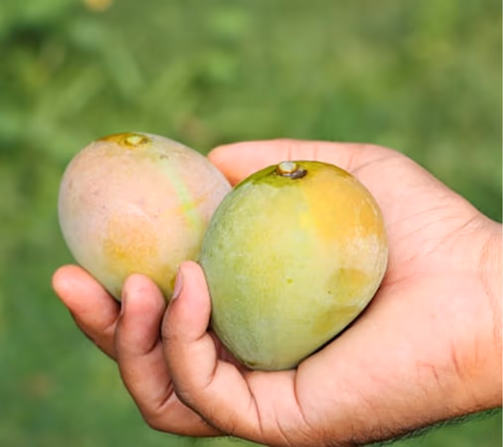 Fresh Mangoes