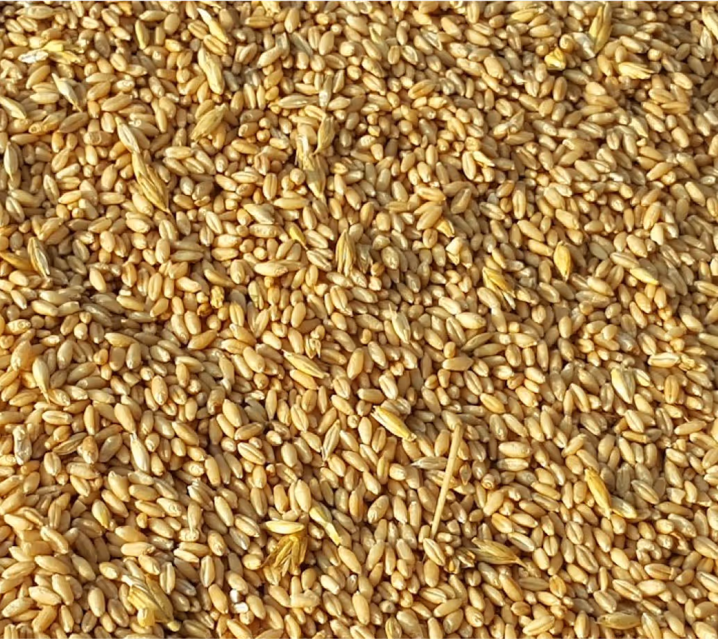 Maize Bran (Animal Feed)