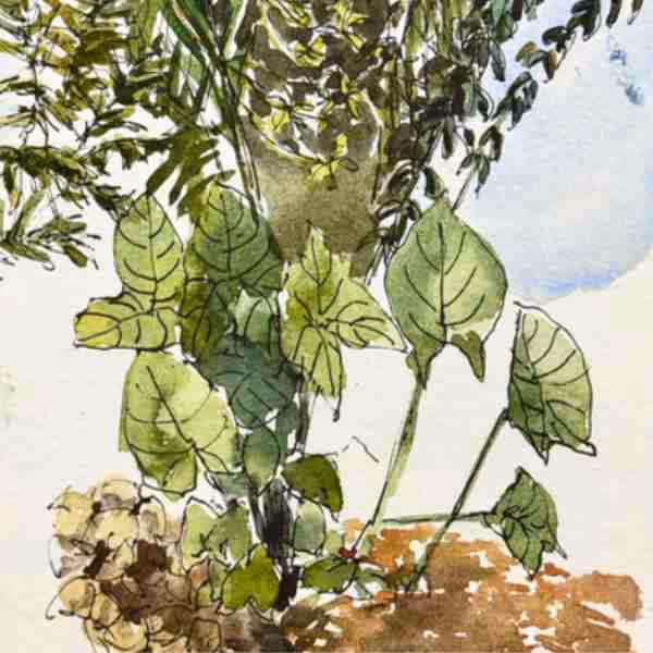 Watercolor painting of green leafy plants with a tree trunk in the background and earthy soil below.