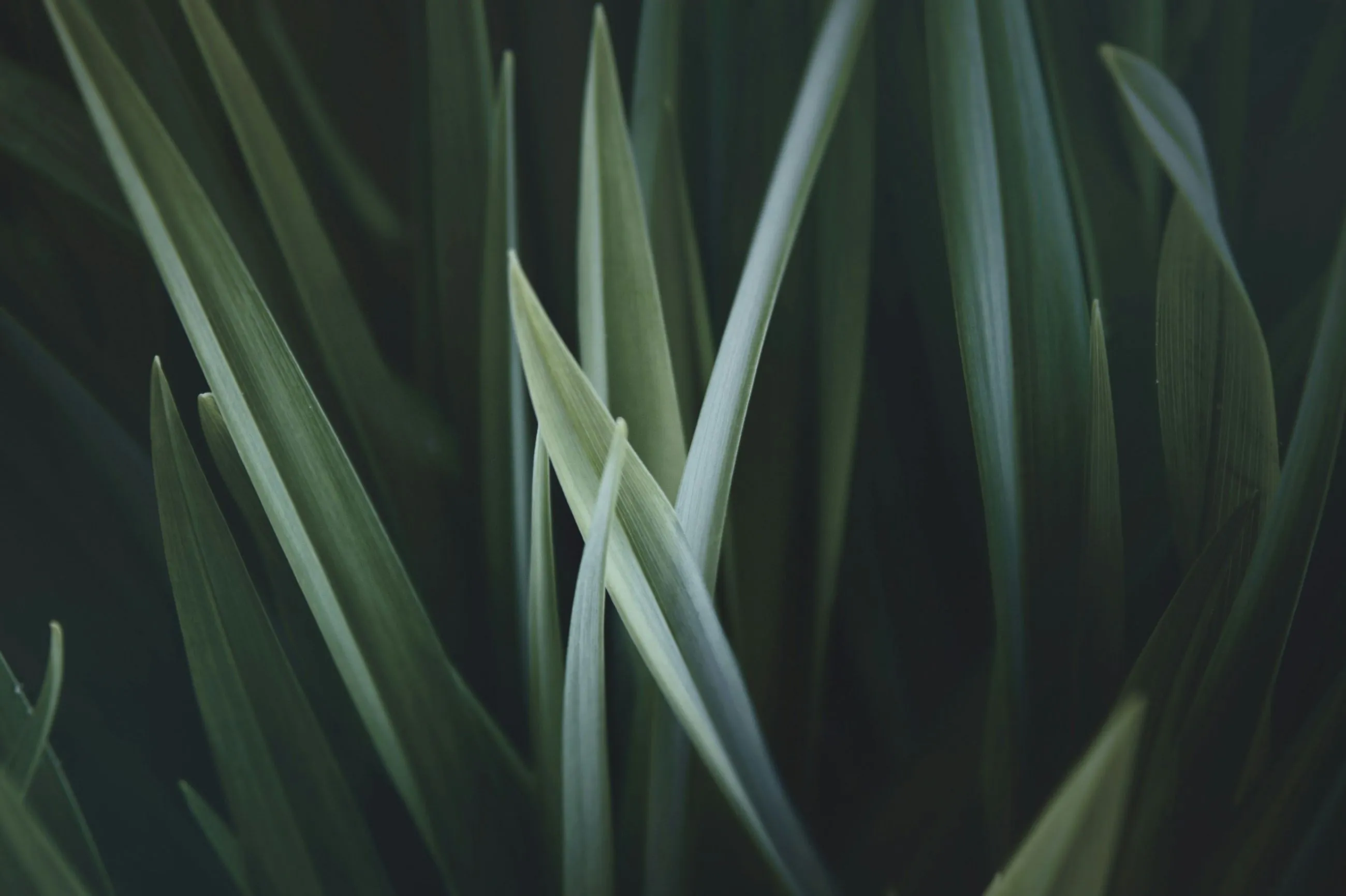 Greentech Innovations’ Market Positioning Success