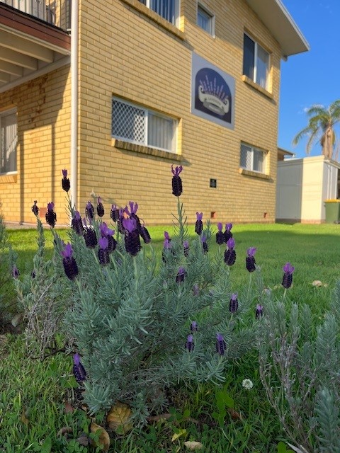 Lavender plants with purple flowers growing in front of a yellow brick building under a clear blue sky.