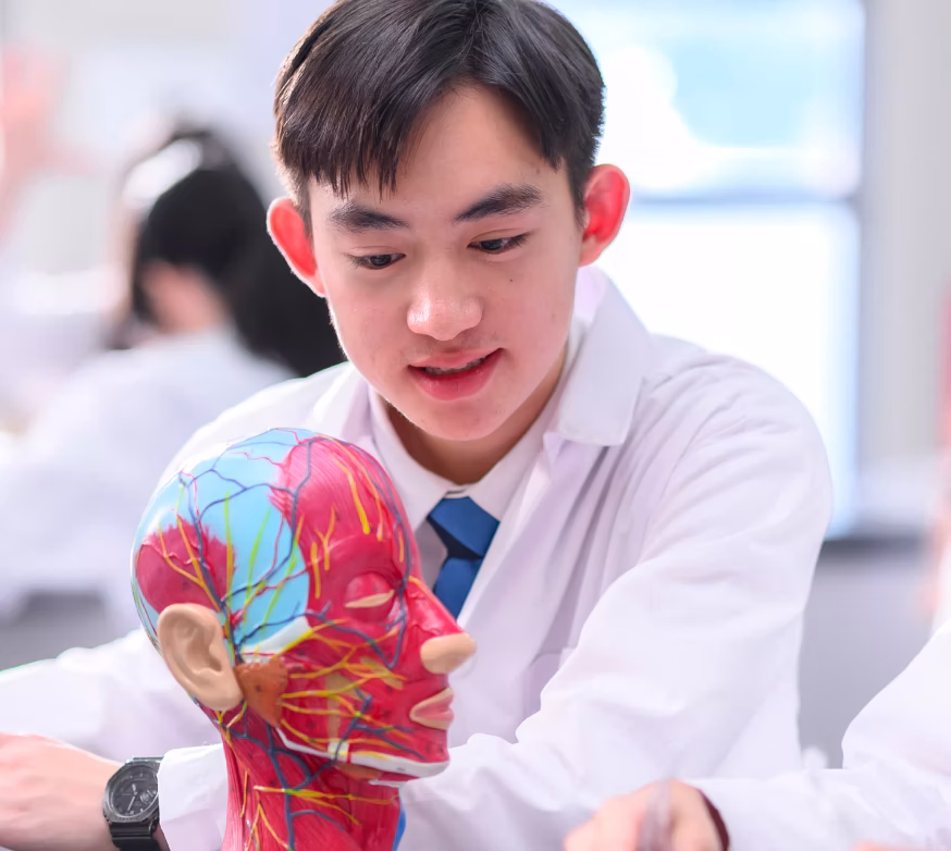 Student in white lab coat studying a colorful anatomical head model in a classroom.
